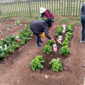 Food Security – Backyard Farming